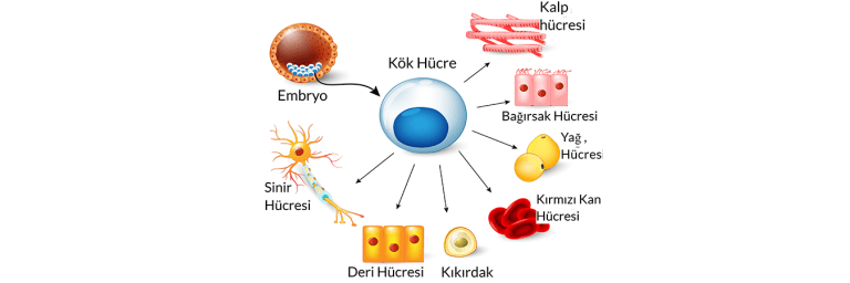 kök hücre